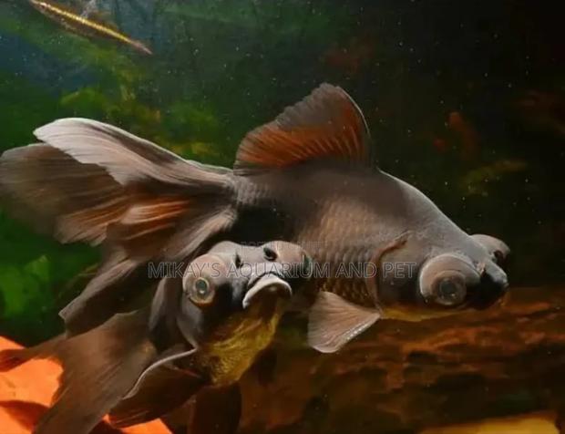 Blackmore Fishes · Photo 3