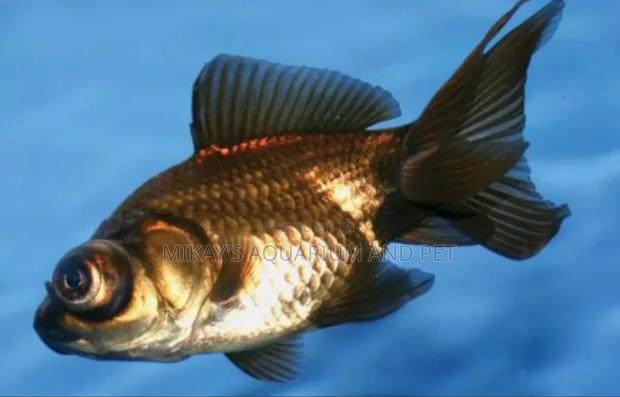 Blackmore Fishes · Photo 4