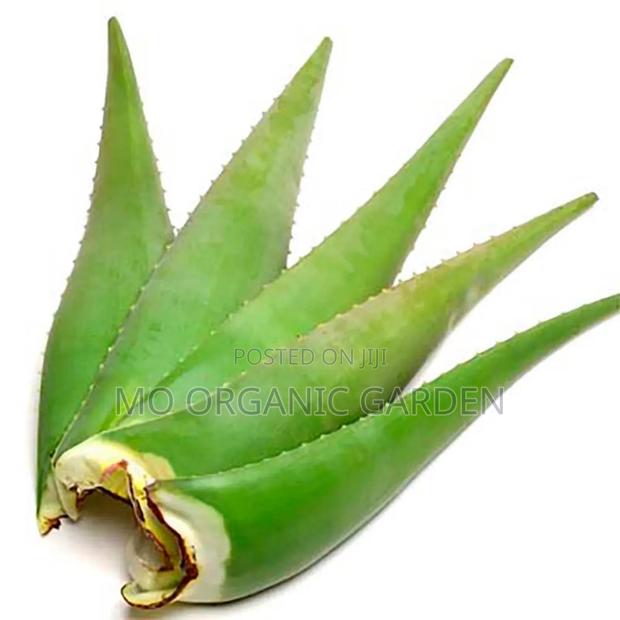 Fresh Natural Aloe Vera Leaves (5kg Available)