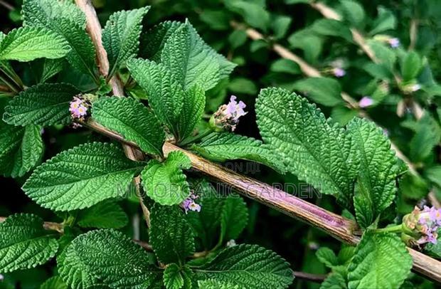 Organic Lippia Alba Mint Leaf -5kg