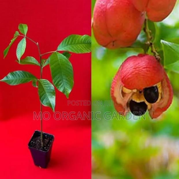 Ackee Fruit Plant