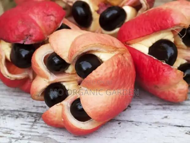 Ackee Fruit Plant photo 2