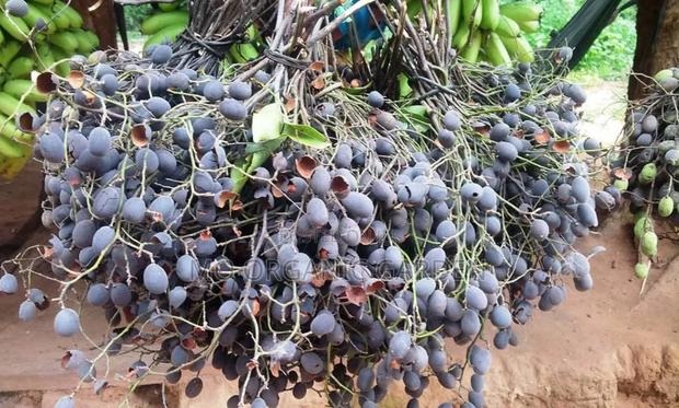 Velvet Tamarind Seedlings (Yooyi Plants) photo 2