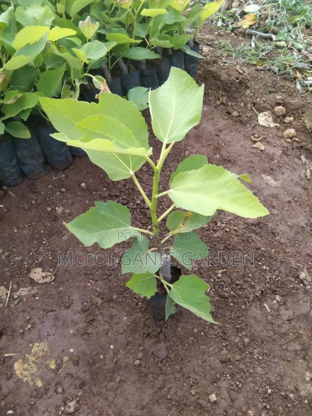 Italian Honey Fig Seedlings photo 2