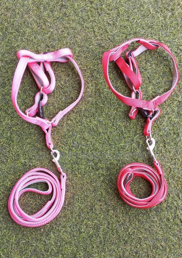 Leash With Harness for Cats and Dogs · Photo 2