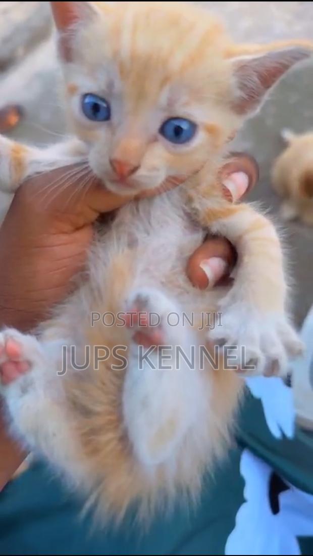 1-3 months Male Purebred Mongrel (No Breed) · Photo 4