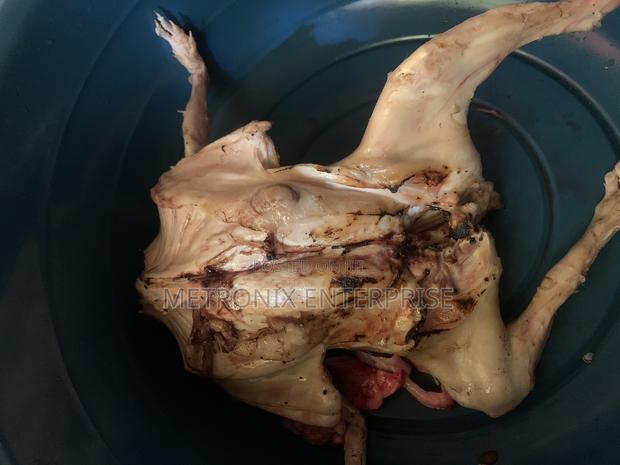 Meat Rabbits photo 5