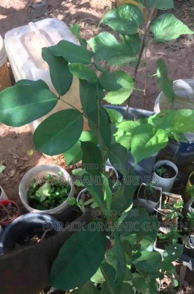 Velvet Tamarind Seedlings (Yooyi Plants)