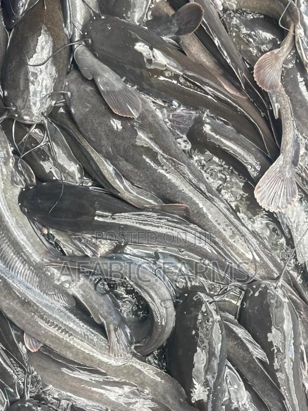 Delicious Cat Fish for Sale at Farm Price · Photo 2