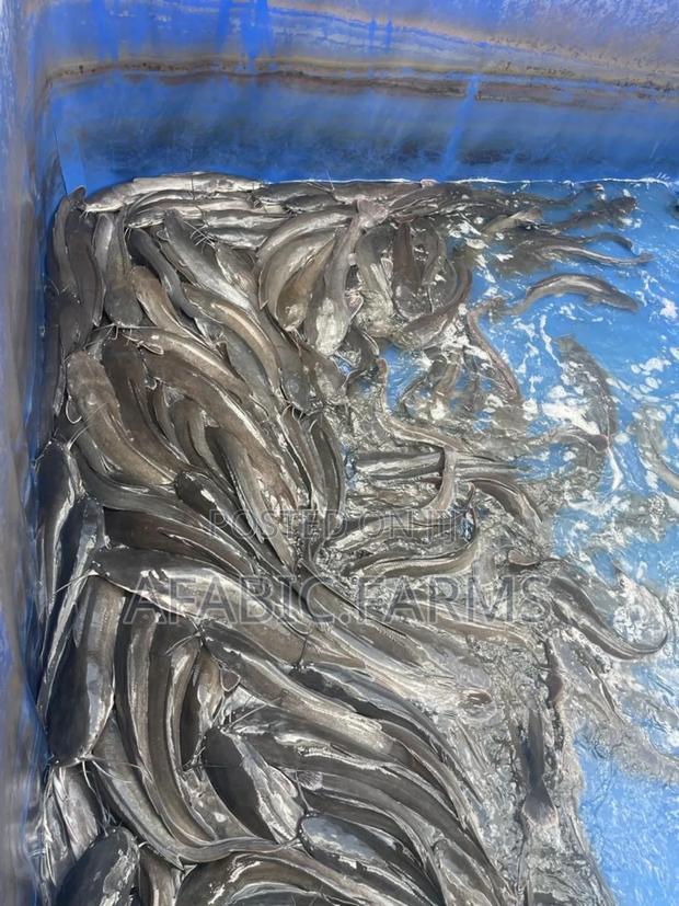 Delicious Cat Fish for Sale at Farm Price · Photo 4