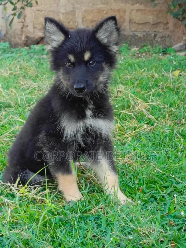 1-3 months Male Purebred German Shepherd · Photo 2