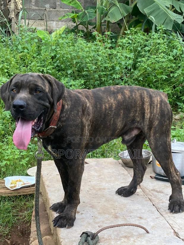 6-12 months Male Purebred Boerboel · Photo 2