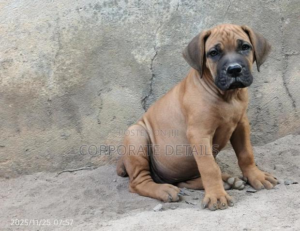 1-3 months Male Purebred Boerboel · Photo 2
