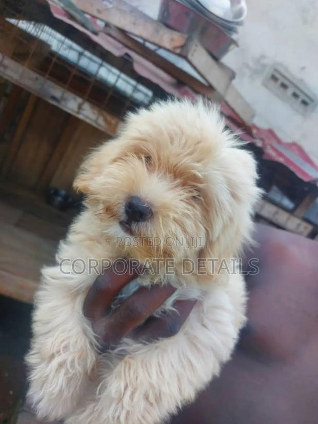 1-3 months Female Purebred Maltese · Photo 2