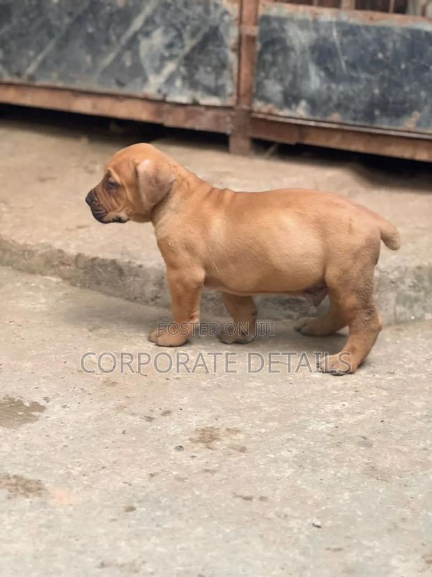 1+ year Male Purebred Boerboel · Photo 3