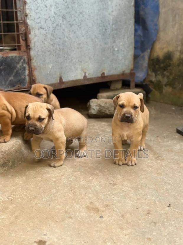 1-3 months Male Purebred Boerboel · Photo 2