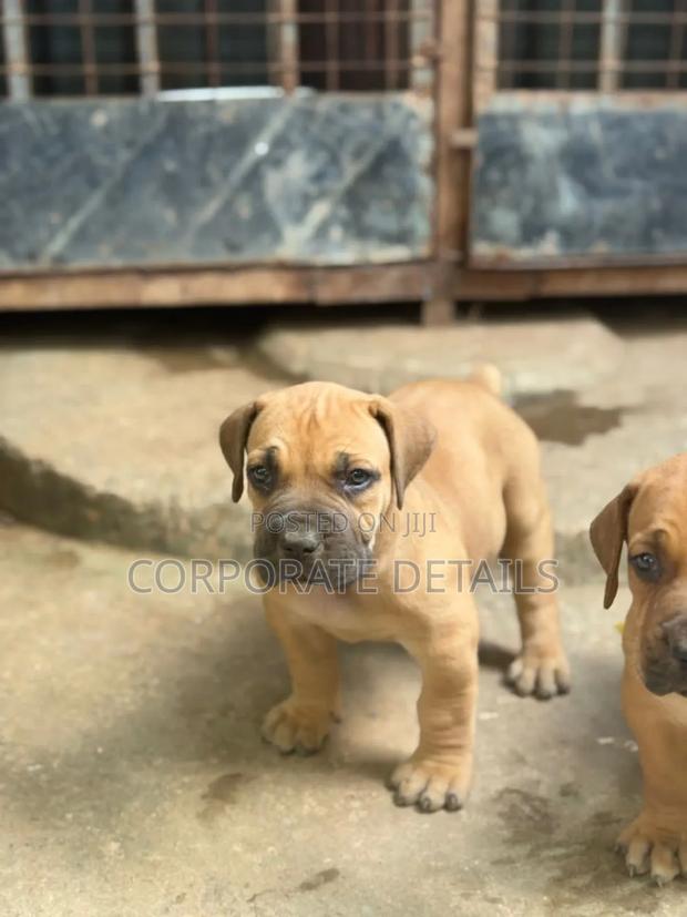 1-3 months Male Purebred Boerboel · Photo 3