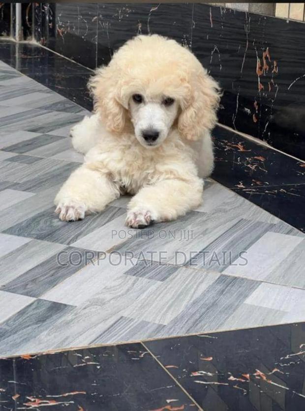 3-6 months Female Purebred Poodle · Photo 2