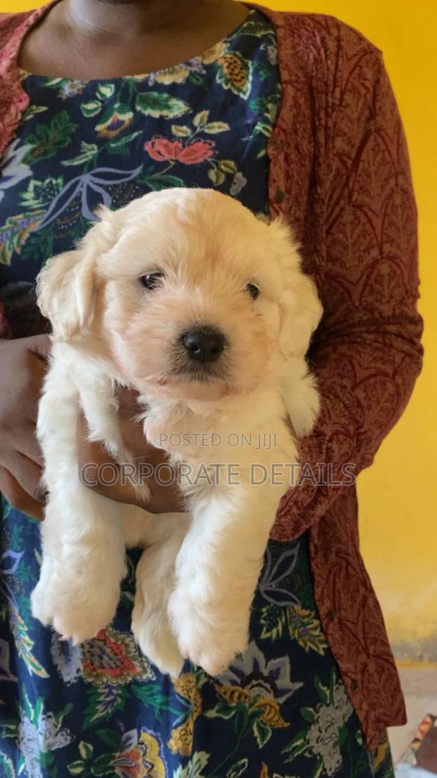 1-3 months Female Purebred Maltese · Photo 2