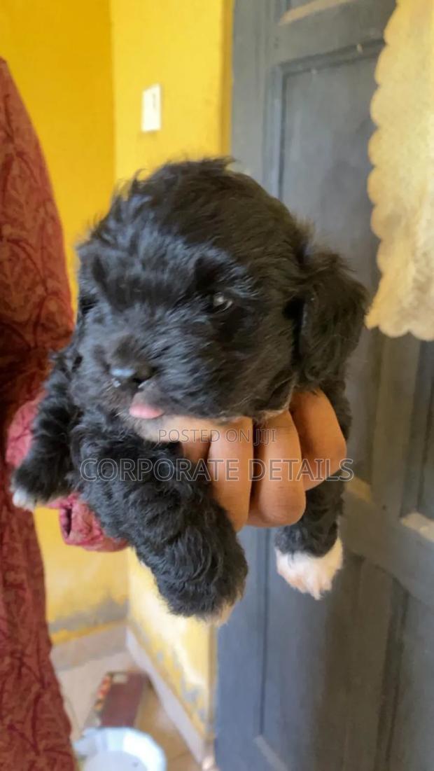 1-3 months Female Purebred Maltese · Photo 3