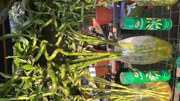 Lucky Bamboo for Sale · Photo 4