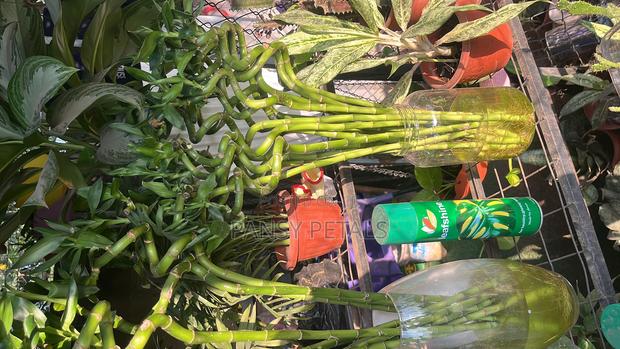 Lucky Bamboo for Sale · Photo 3