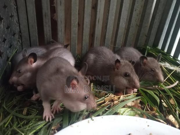 African Giant Pouched Rat (Kusie) Read Description · Photo 4