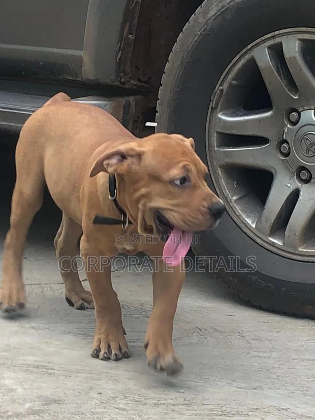 3-6 months Female Purebred Boerboel · Photo 2
