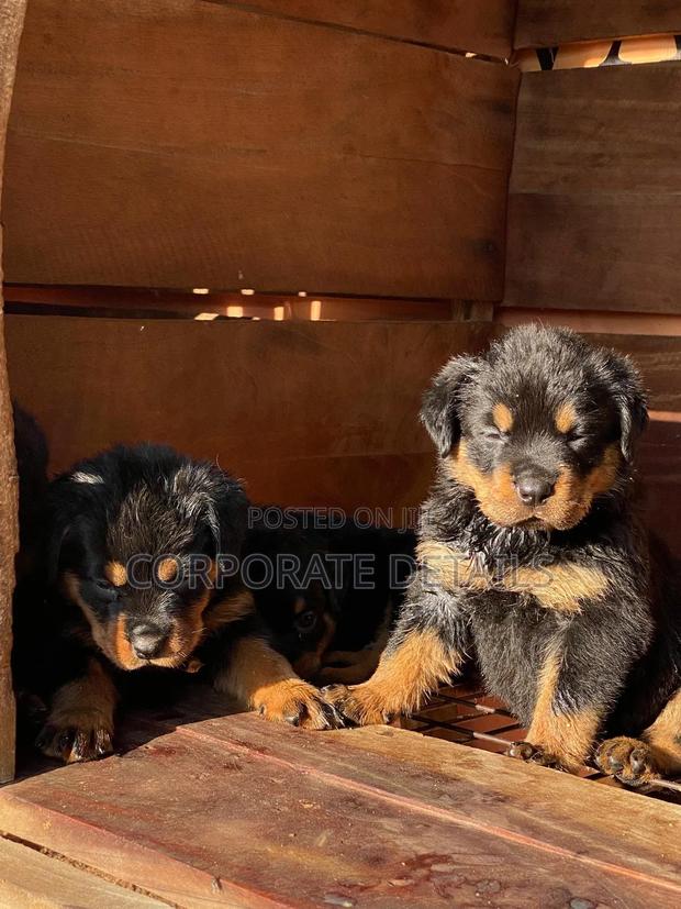 1-3 months Male Purebred Rottweiler · Photo 2