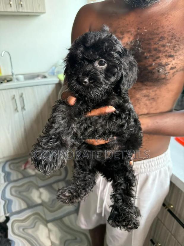 1-3 months Female Purebred Maltese · Photo 2