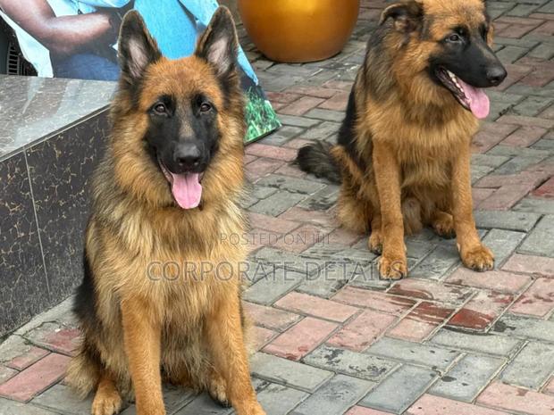 6-12 months Female Purebred German Shepherd · Photo 2