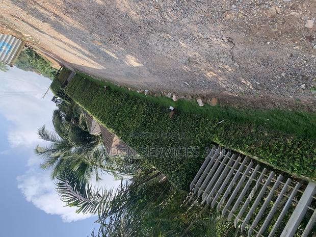 Wall Ficus For Sale photo 6