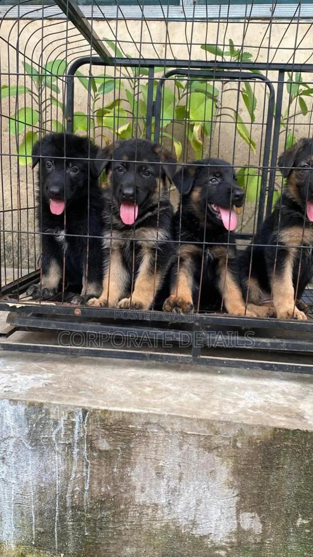 1-3 months Male Purebred German Shepherd · Photo 2