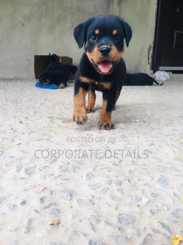 1-3 months Male Purebred Rottweiler · Photo 2