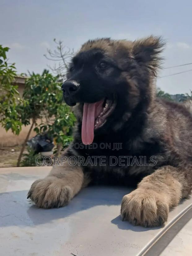 6-12 months Male Purebred Caucasian Shepherd · Photo 2