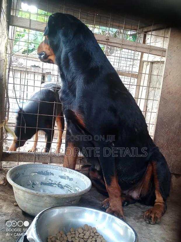 1+ year Female Purebred Rottweiler · Photo 2