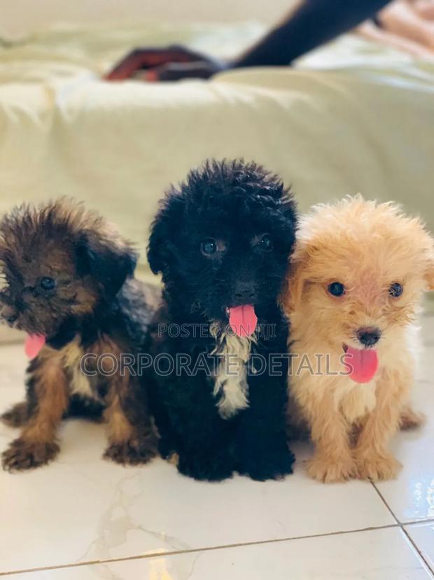 1-3 months Female Purebred Poodle · Photo 2