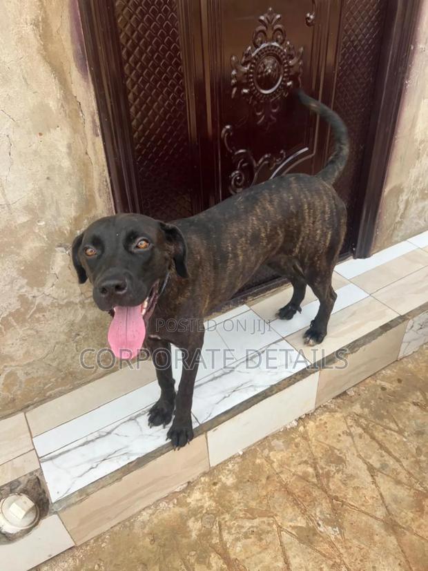 6-12 months Female Purebred Boerboel · Photo 2