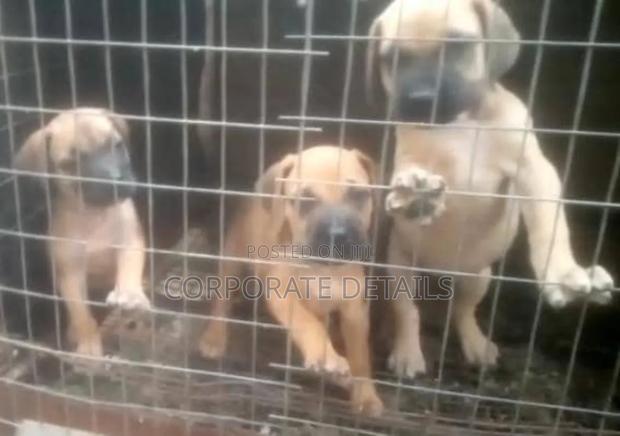 1-3 months Male Purebred Boerboel · Photo 3