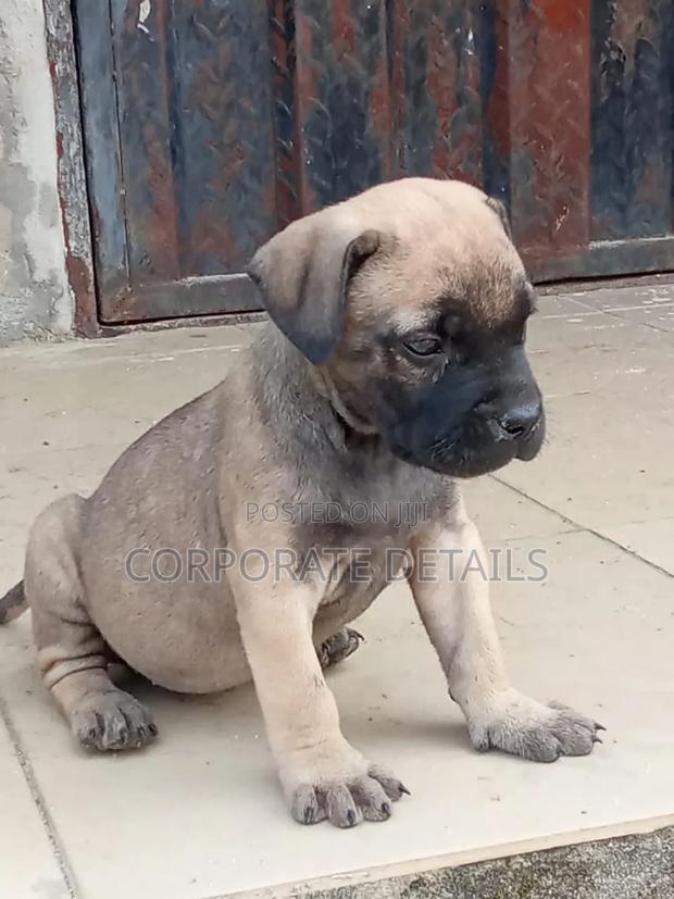1-3 months Male Purebred Boerboel · Photo 2