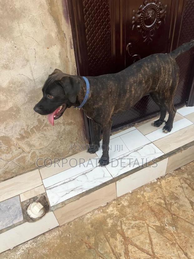 6-12 months Female Purebred Boerboel · Photo 2