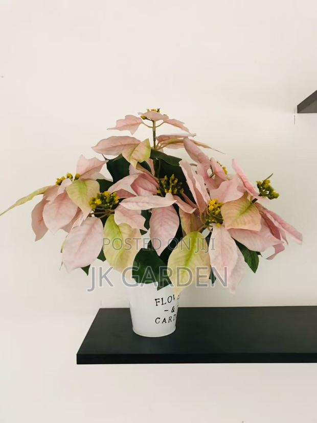 Christmas Flower photo 5
