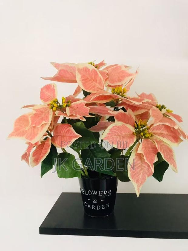 Christmas Flower photo 7