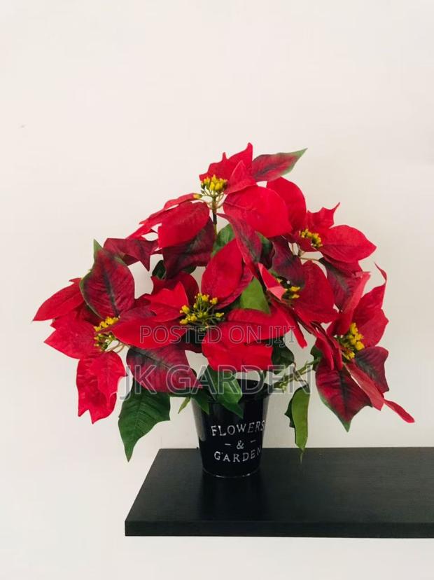 Christmas Flower photo 9
