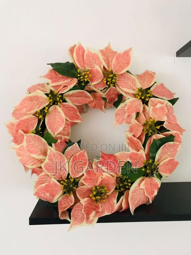 Christmas Flower photo 8