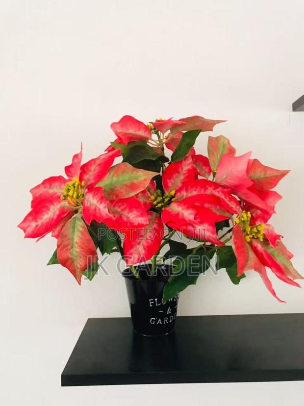 Christmas Flower photo 11