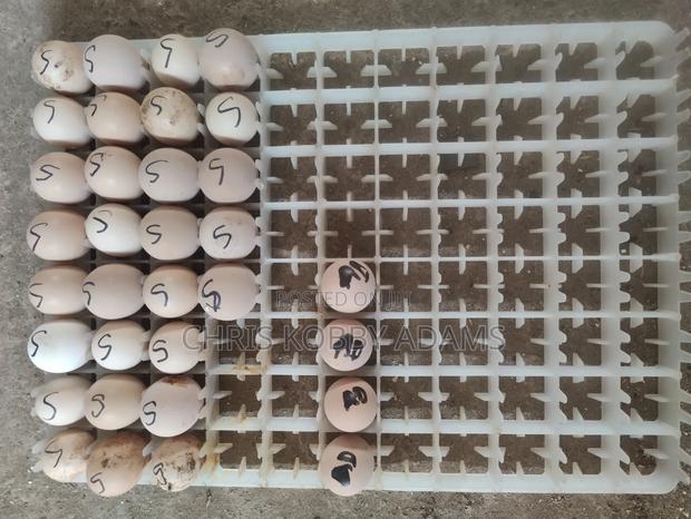 Incubator Egg Tray Heavy Duty photo 2