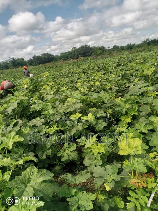 Volta River Front Farm Land for Long-Term Leases