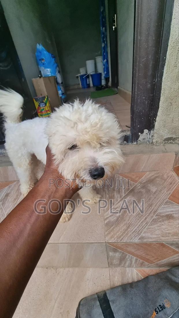 1+ year Male Purebred Maltese photo 2