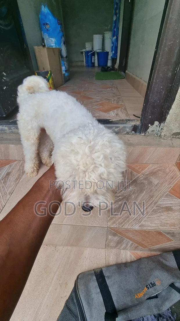 1+ year Male Purebred Maltese photo 3